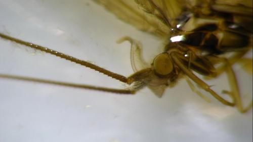 Réf. 216 412 : Goera pilosa